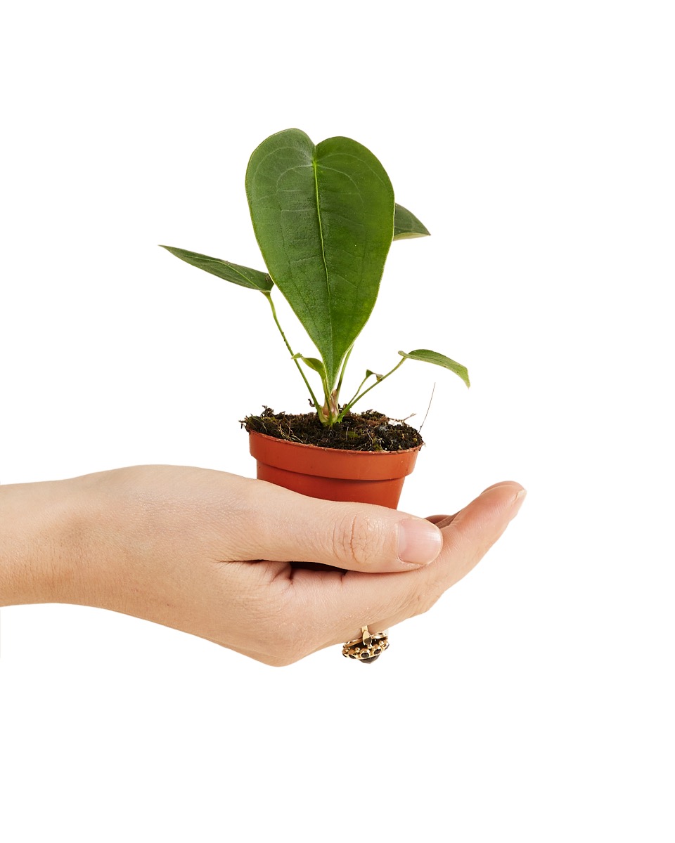 Anthurium Peltigerum P6 H20