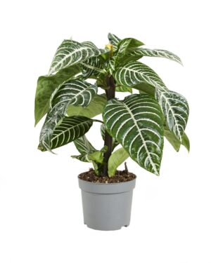 Aphelandra Squarrosa P13 H35