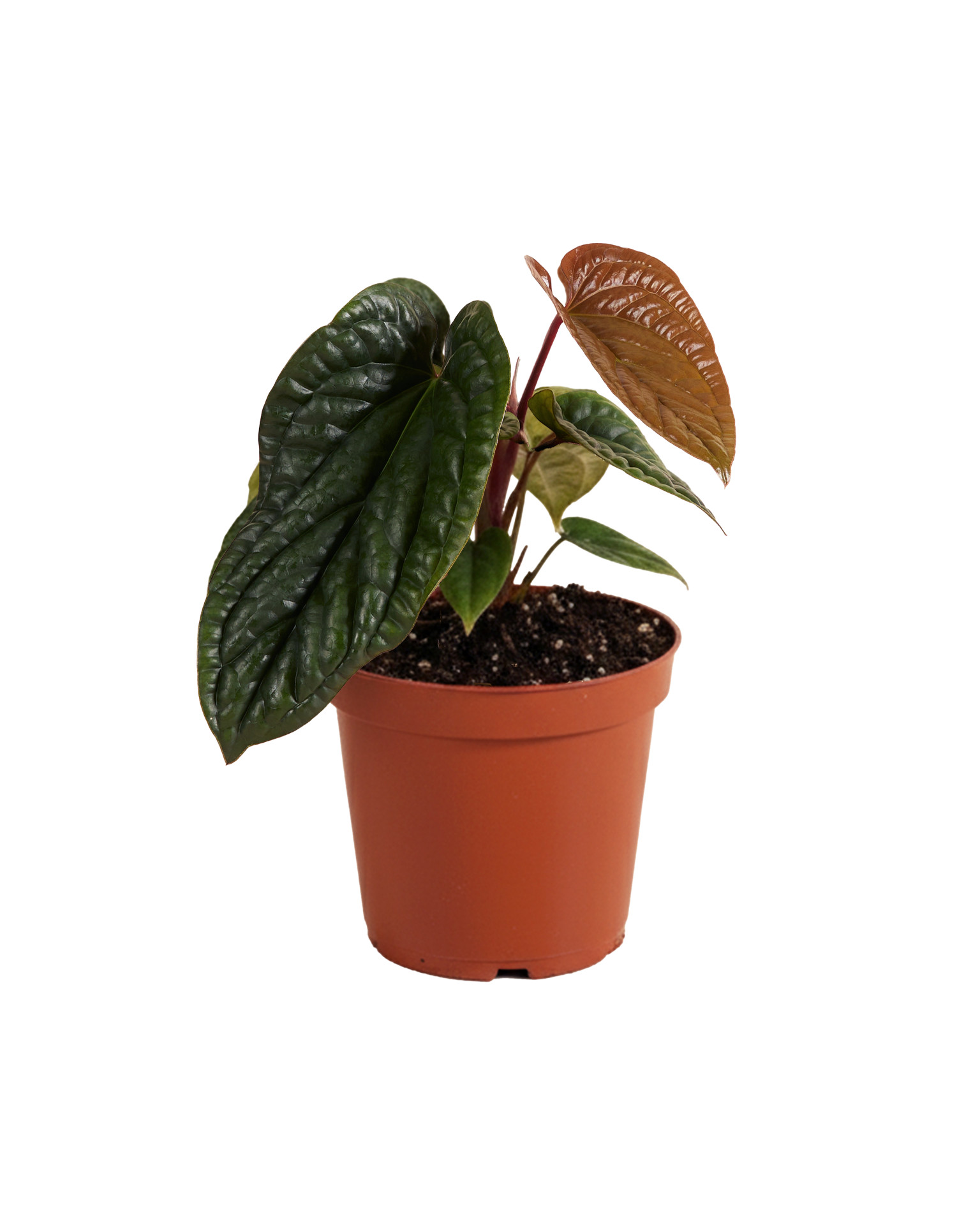 Anthurium Luxurians x Radicans P12 H25