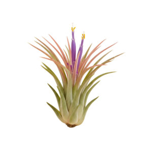 Tillandsia Ionantha P2 H5