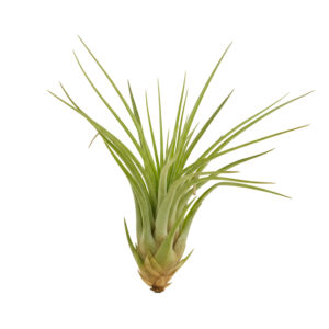 Tillandsia Melanocrater P2 H10