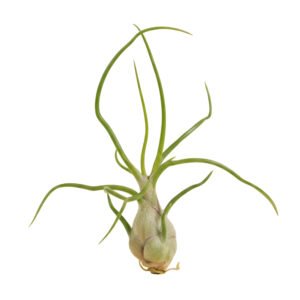 Tillandsia Bulbosa P2 H10