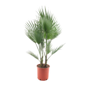 Washingtonia Robusta (Multitrunk) P26 H140