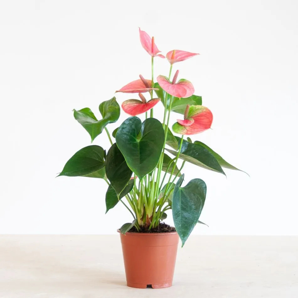 Anthurium Pink Champion P12 H40