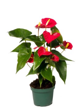 Anthurium Red P12 H40