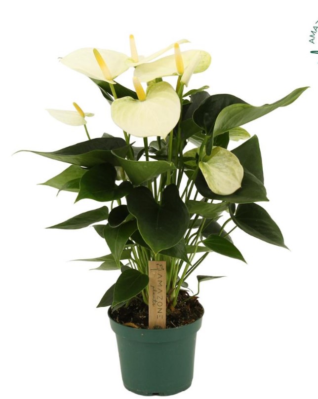 Anthurium White P12 H40