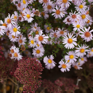 Aster (D) Apollo P9 H20
