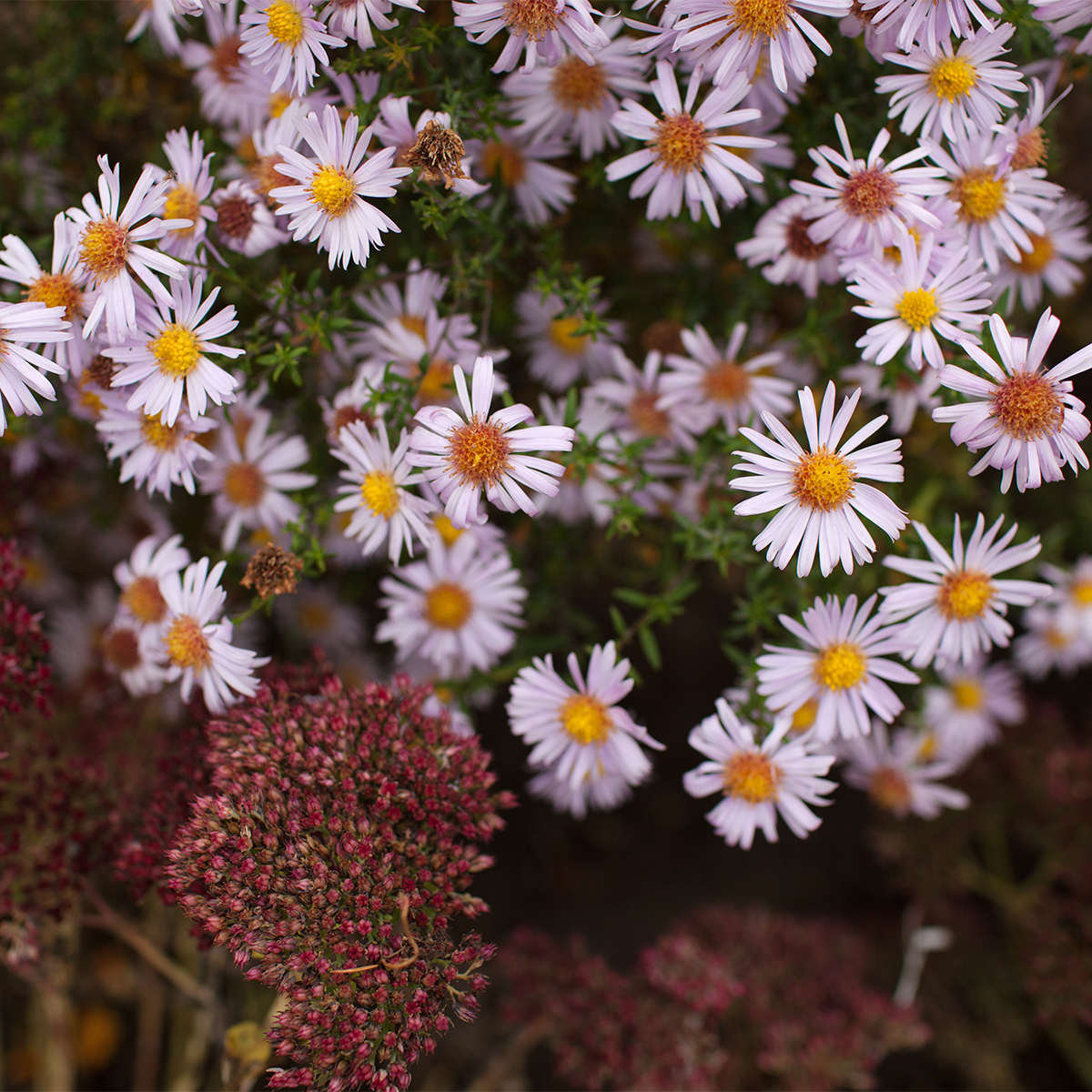 Aster (D) Apollo P9 H20