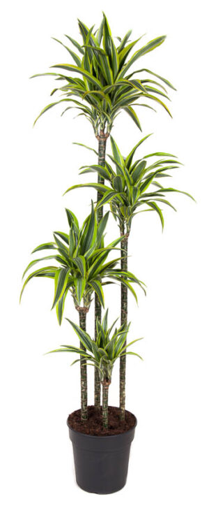 Dracaena Lemon Lime P27 H180