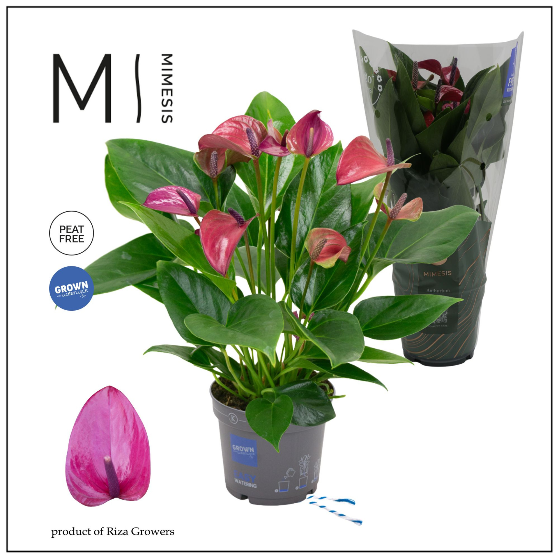 Anthurium Purple P12 H35