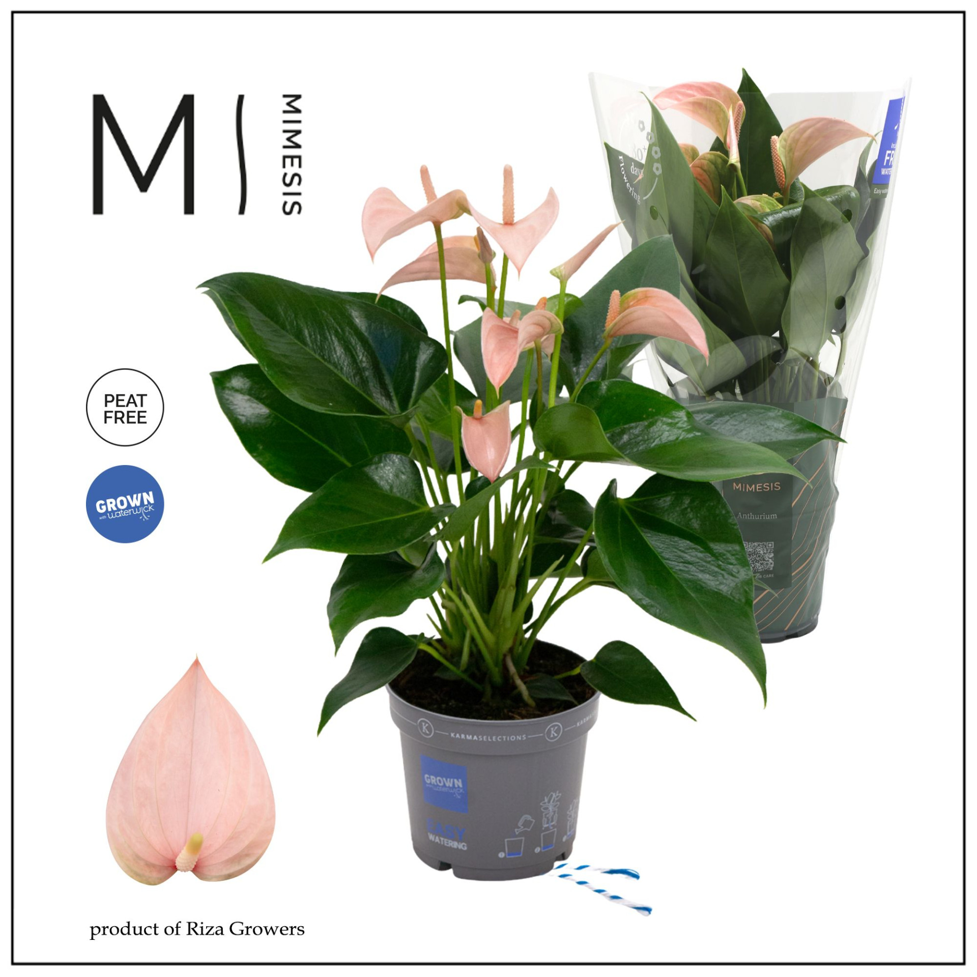 Anthurium Joli Peach P12 H45