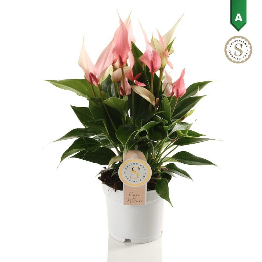 Anthurium Lilli P12 H35