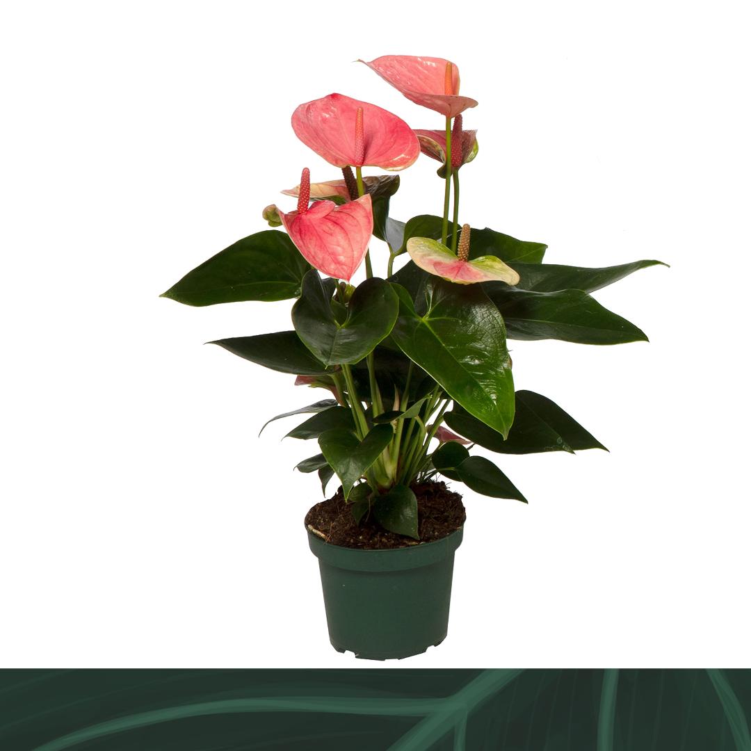 Anthurium Sweet Dream P12 H35