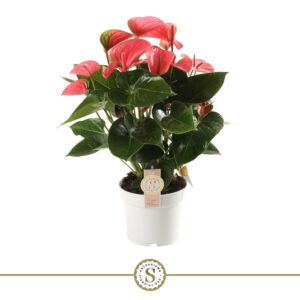 Anthurium roze – langdurig bloeiende kamerplant – potmaat Ø17 cm, ±55 cm hoog
