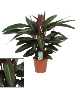 Calathea  Stripestar Living - Ø17 ↕65