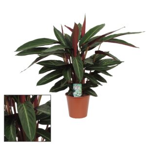 Calathea Stripestar – kamerplant met opvallend gestreept blad – pot 17 cm