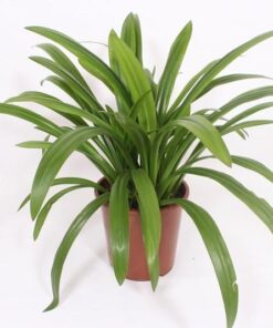 Hymenocallis Speciosa - Ø27Cm - ↕80Cm