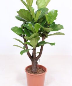 Ficus Lyrata Vertakt - Ø27Cm - ↕120Cm