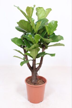 Ficus Lyrata vertakt – grote vioolbladvijg met vertakte stam – ±27 cm
