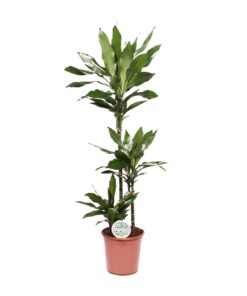 Dracaena Janet Lind - Ø24Cm - ↕130Cm