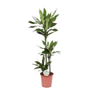 Dracaena Janet Lind – slanke kamerplant met lange groene bladeren – ±24 cm