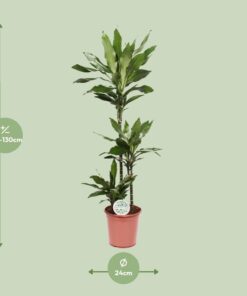 Dracaena Janet Lind - Ø24Cm - ↕130Cm - Afbeelding 2