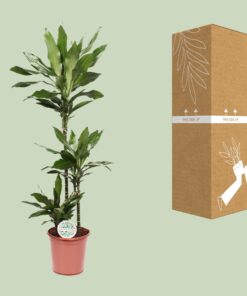 Dracaena Janet Lind - Ø24Cm - ↕130Cm - Afbeelding 3