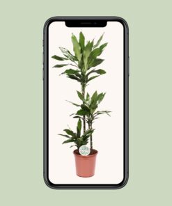 Dracaena Janet Lind - Ø24Cm - ↕130Cm - Afbeelding 4