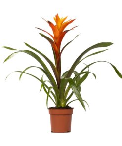 Guzmania Variada - Ø12 ↕50