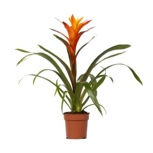 Guzmania – kleurrijke kamerplant met opvallende bloei – pot 12 cm