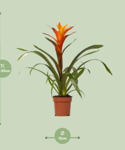Guzmania Variada - Ø12 ↕50 - Afbeelding 2