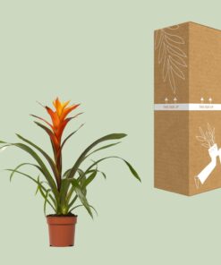 Guzmania Variada - Ø12 ↕50 - Afbeelding 3