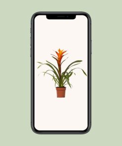 Guzmania Variada - Ø12 ↕50 - Afbeelding 4