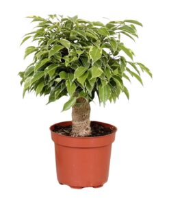 Ficus Benjamina Kinky - Ø12Cm - ↕28Cm
