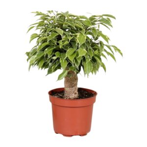 Ficus Benjamina 'Kinky' – compacte kamerplant met glanzend blad – ±12 cm