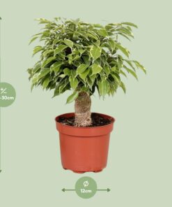 Ficus Benjamina Kinky - Ø12Cm - ↕28Cm - Afbeelding 2
