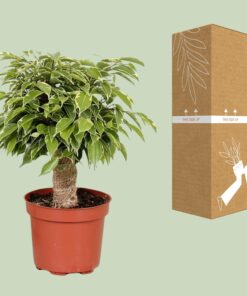 Ficus Benjamina Kinky - Ø12Cm - ↕28Cm - Afbeelding 3