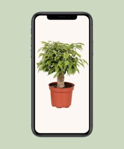 Ficus Benjamina Kinky - Ø12Cm - ↕28Cm - Afbeelding 4