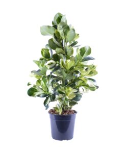 Clusia Rosea White Star - Ø24Cm - ↕95Cm