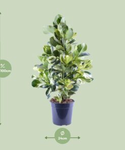Clusia Rosea White Star - Ø24Cm - ↕95Cm - Afbeelding 2