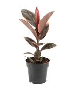 Ficus Elastica Belize - Ø17Cm - ↕55Cm