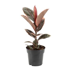 Ficus Elastica Belize – Rubberplant – bonte met donkergroene – ±17 cm