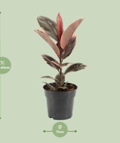 Ficus Elastica Belize - Ø17Cm - ↕55Cm - Afbeelding 2