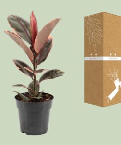 Ficus Elastica Belize - Ø17Cm - ↕55Cm - Afbeelding 3