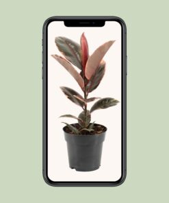 Ficus Elastica Belize - Ø17Cm - ↕55Cm - Afbeelding 4