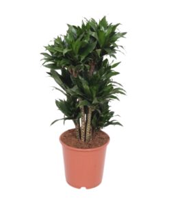 Dracaena Compacta - Ø24Cm - ↕80Cm