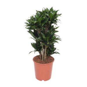 Dracaena Compacta – compacte kamerplant met glanzend groen blad – ±24 cm