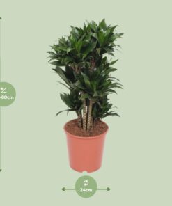 Dracaena Compacta - Ø24Cm - ↕80Cm - Afbeelding 2