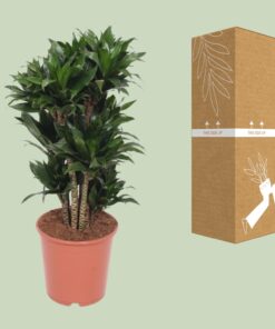 Dracaena Compacta - Ø24Cm - ↕80Cm - Afbeelding 3