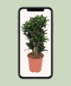 Dracaena Compacta - Ø24Cm - ↕80Cm - Afbeelding 4